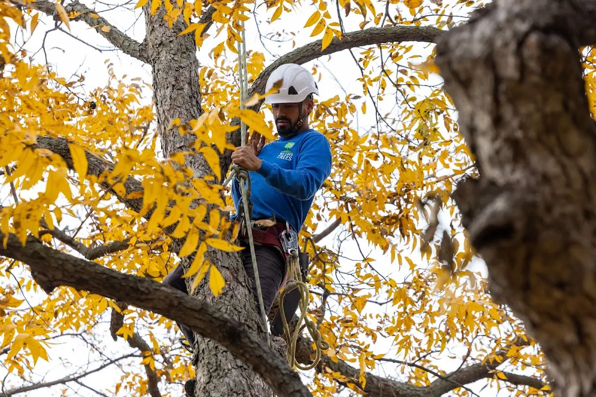 Skilled Storm Damage Cleanup crew working in Glendale